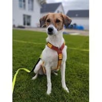 Maca - wartet in 89257 Illertissen, Hündin zur Adoption