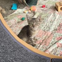 Die kleine Klara sucht ihre Menschen 💕, Katze zur Adoption