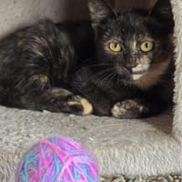 Prinzessin 💕Maxi💕sucht ihr Zuhause, Katze zur Adoption