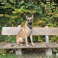 Nacho  Malinois sucht aktives Zuhause, Hund zur Adoption