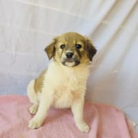 Milla sucht ein Zuhause, Hündin zur Adoption