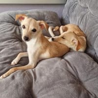 ROSI III, Hündin zur Adoption