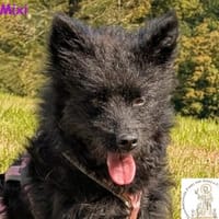 Mixi - süße, aufgeweckte kleine Hündin, Hündin zur Adoption