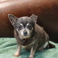 LILLA kleine Hündin sucht großes Herz 💘, Hündin zur Adoption