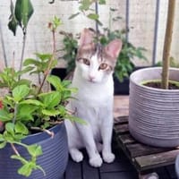 Junger, sozialer Kater Zorro, Kater zur Adoption
