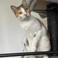 Lerea sucht das Glück 💕, Katze zur Adoption
