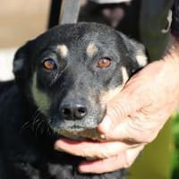 Leotie - kinderlieb u. verspielt, Hündin zur Adoption