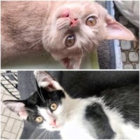 Kian & Domino - zwei Freunde suchen DICH, Kater zur Adoption