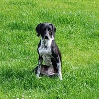 Gute-Laune-Hündin LILLY, Hündin zur Adoption
