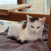 Leni - immer gut gelaunt, Katze zur Adoption