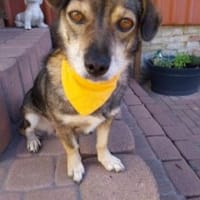 Layla 30 cm (Pflegestelle), Hündin zur Adoption