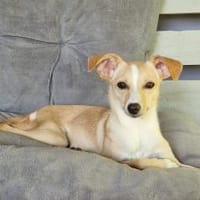 EMMI III, Hündin zur Adoption