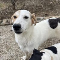 NESSA, Hündin zur Adoption