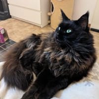 Donna - die verschmuste Chefin, Katze zur Adoption