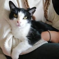 Nico  Sozialer, verschmuster Kater, Kater zur Adoption