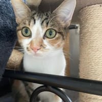 Tolle Noodle 💕, Katze zur Adoption