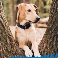 Clementine - wer hat ein Körbchen frei, Hündin zur Adoption