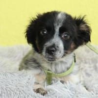 Kaami- ein Traum von Hund, Hund zur Adoption