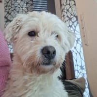 Charly - Glück auf 4 Pfoten (I), Hund zur Adoption