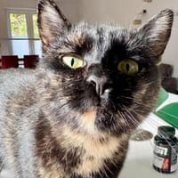 Hübsche Schildpattkatze Lenka 2 Jahre, Katze zur Adoption