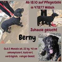 Bernysucht eine liebe Familie, Hund zur Adoption