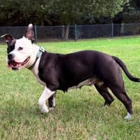 PERLA- VOLLER LEBENSFREUDE, Hündin zur Adoption
