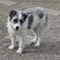 Tora sucht ein liebevolles Zuhause, Hündin zur Adoption