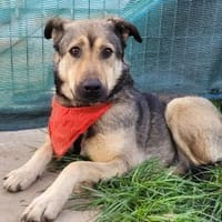 THALIA, freundlich, lieb, ruhig, Hündin zur Adoption