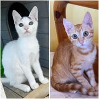 Willow & Jara suchen DICH!, Katze zur Adoption