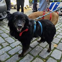 Liebe Lana, Hündin zur Adoption
