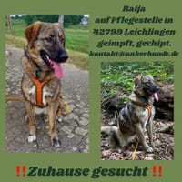 Die liebe 💕Raija 💕sucht ihre Menschen, Hündin zur Adoption