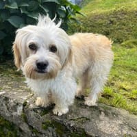 Wuschelmaus Bonnie, Hündin zur Adoption