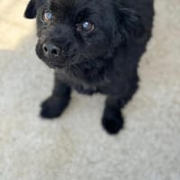Nico hofft auf sein HAPPY-END, Hund zur Adoption