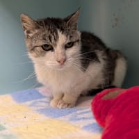 INDIANA, chatte à adopter