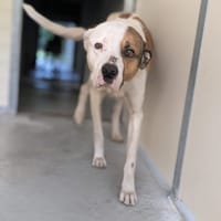 IRON, chien à adopter