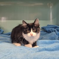 atlanta, chatte à adopter