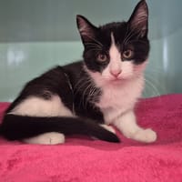Austin, chat à adopter
