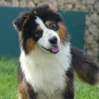 VENOM, chien à adopter