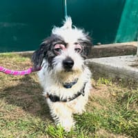 SNOOPY (réservé), chien à adopter