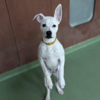 AIKA, chienne à adopter