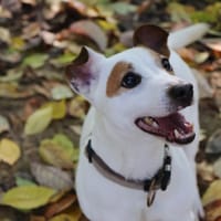 OHM, chien à adopter