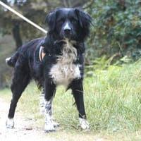 Aika, chien à adopter