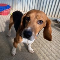 Santino, chien à adopter