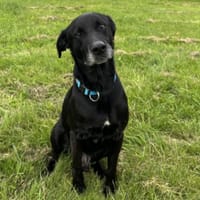 MALONE, chien à adopter