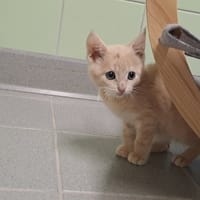 PAOL, chat à adopter