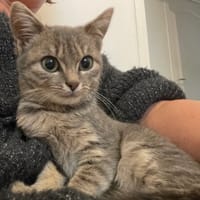 PERLE, chatte à adopter