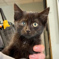 TOUKO, chat à adopter