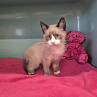Aspen, chat à adopter