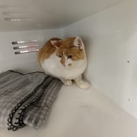Isidor, chat à adopter
