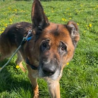 NILS RESERVE, chien à adopter